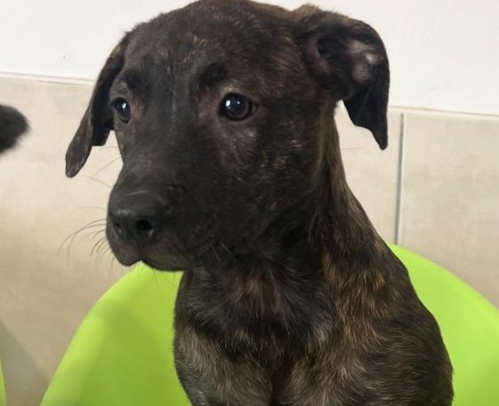 Chiens à adopter